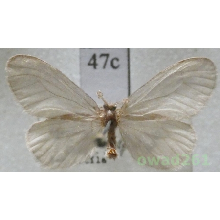 Sterrhopterix fusca (Haworth, 1809) Czech47c